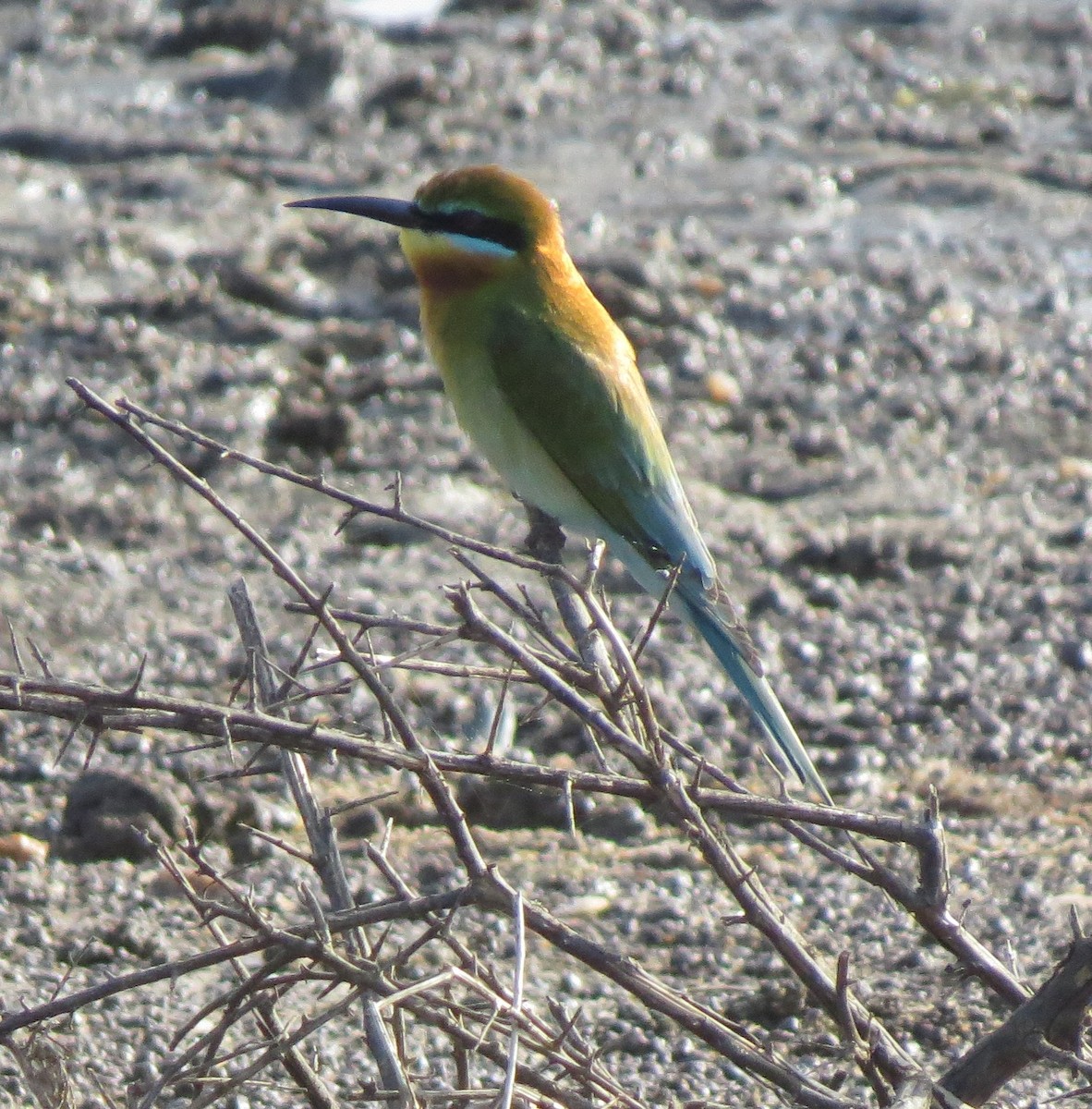 Blue-tailed Bee-eater - ML614505382