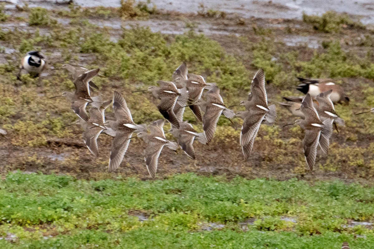 Long-billed Dowitcher - ML614505387