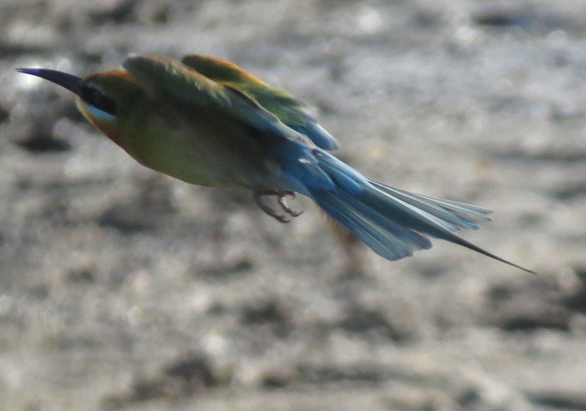Blue-tailed Bee-eater - ML614505437