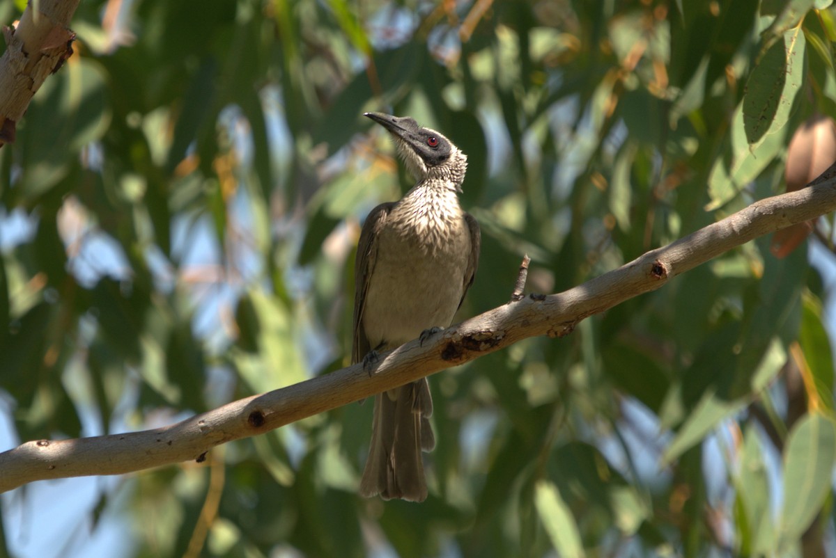 Silver-crowned Friarbird - ML614505877