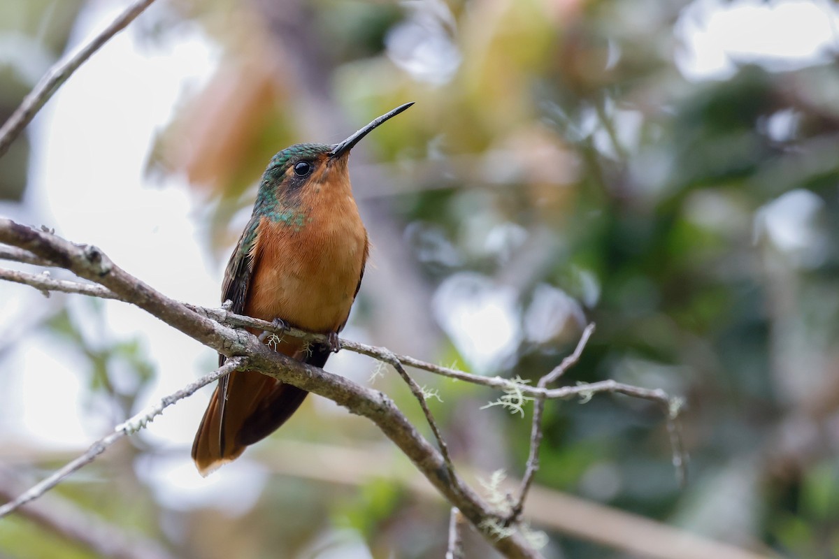 Rufous-breasted Sabrewing - ML614505903