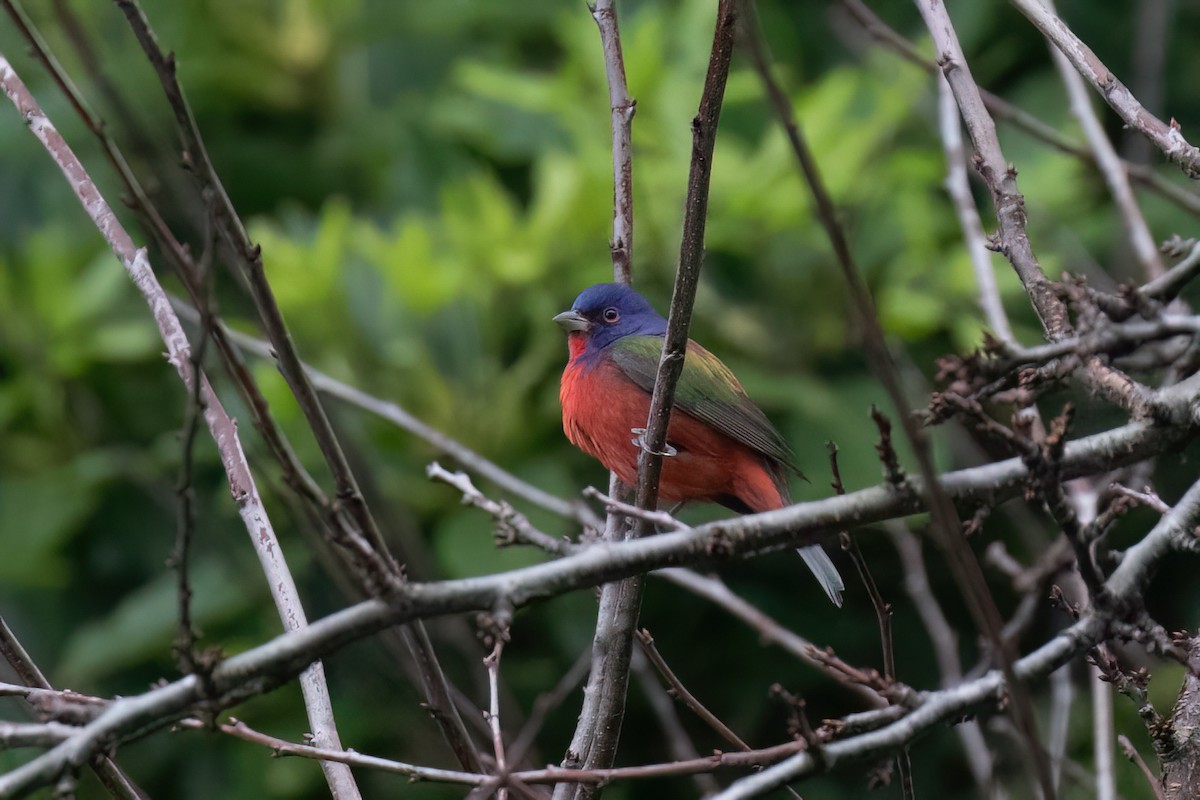 Painted Bunting - ML614505934