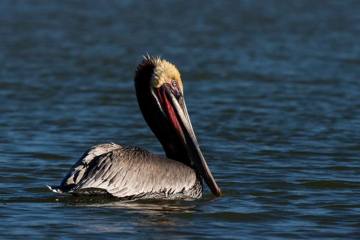 pelikán hnědý - ML614506199