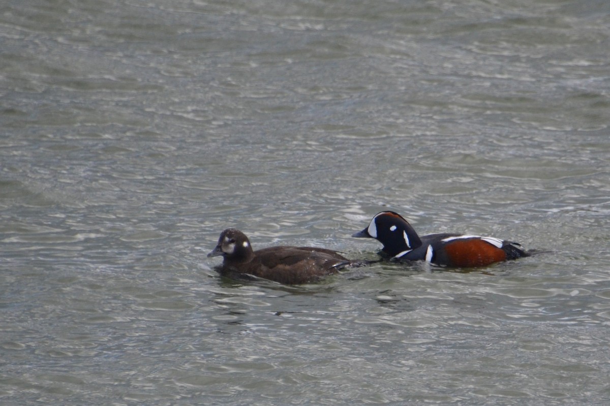 Harlequin Duck - Ted Armstrong