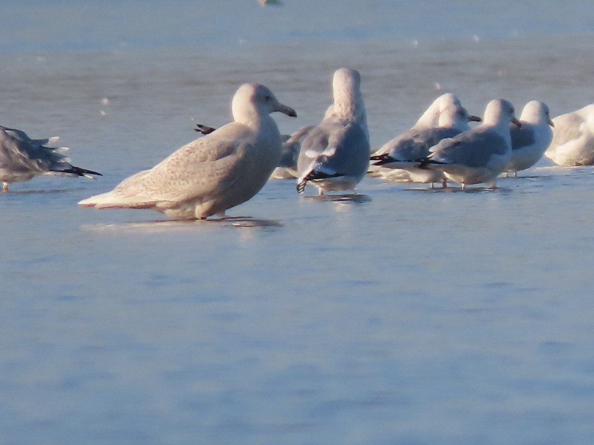 eBird Checklist 6 Feb 2024 Kentucky Lake, New Johnsonville USTN