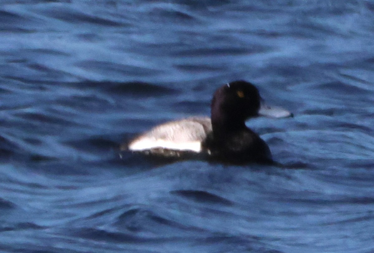 Greater Scaup - ML614507069