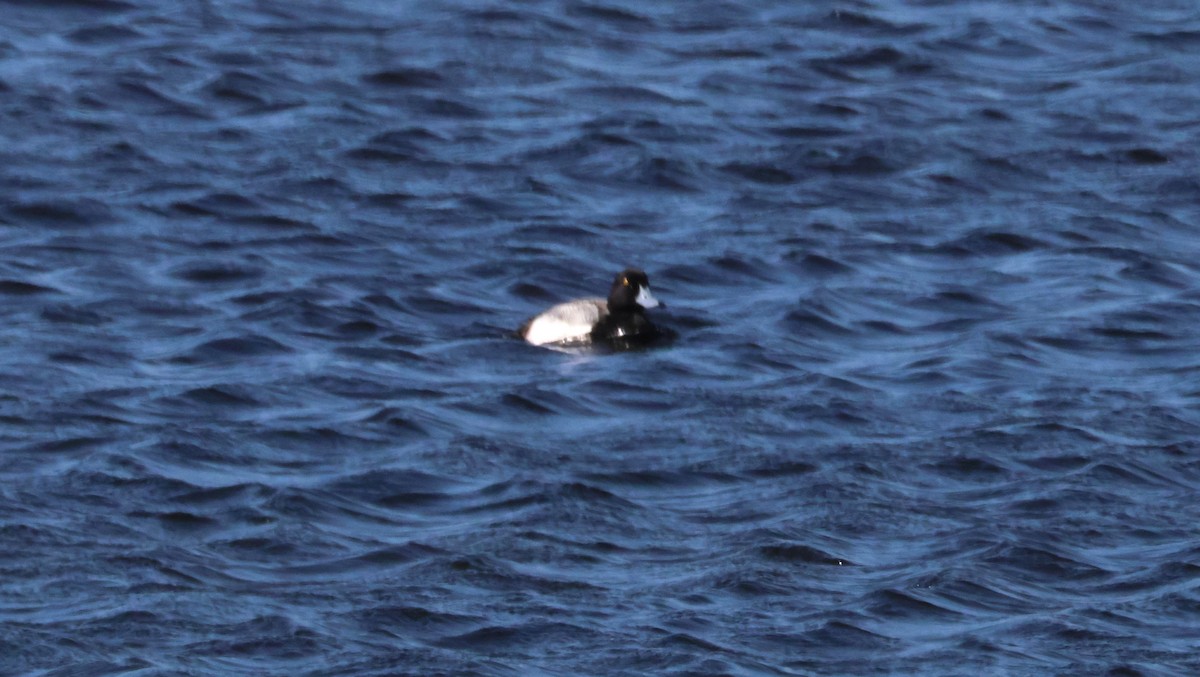 Greater Scaup - ML614507070