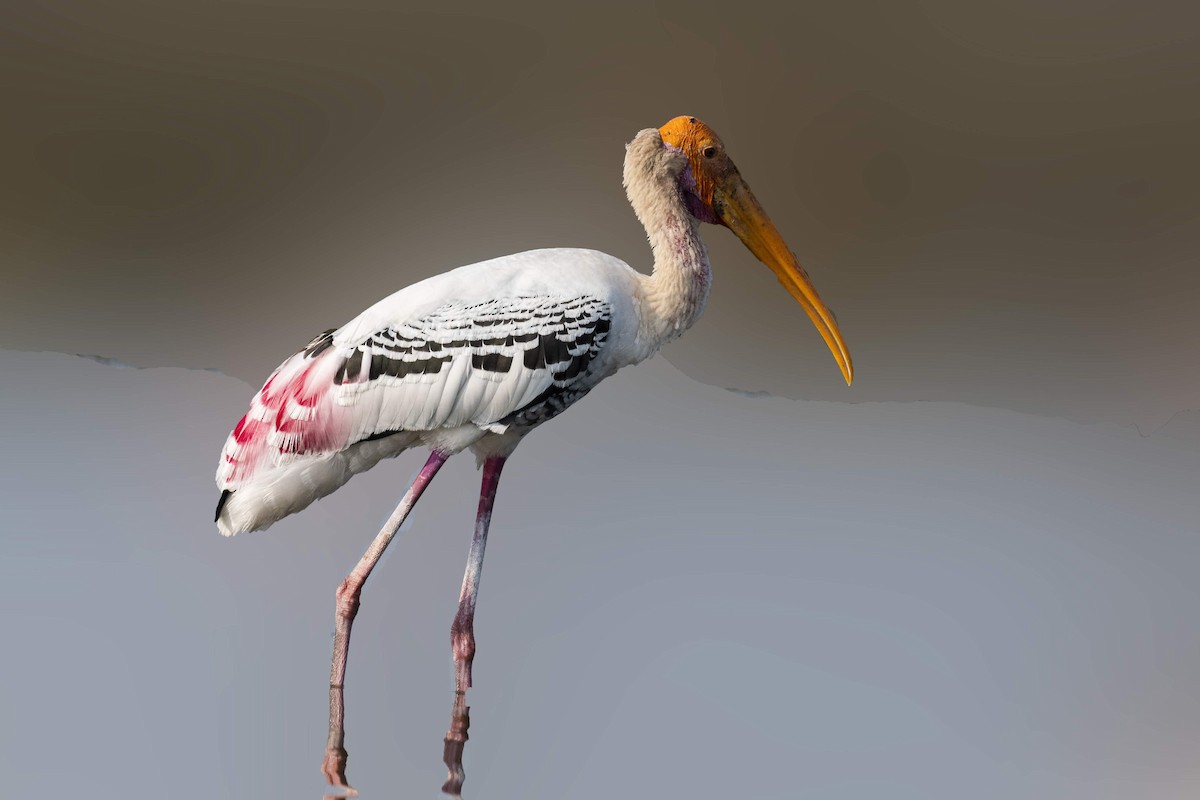 Painted Stork - ML614507247