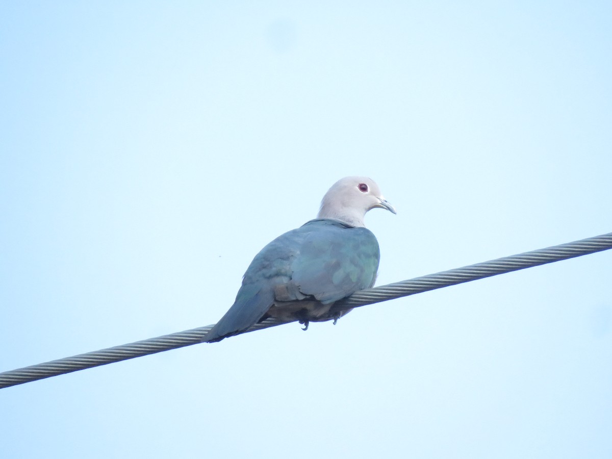 Green Imperial-Pigeon - ML614507289