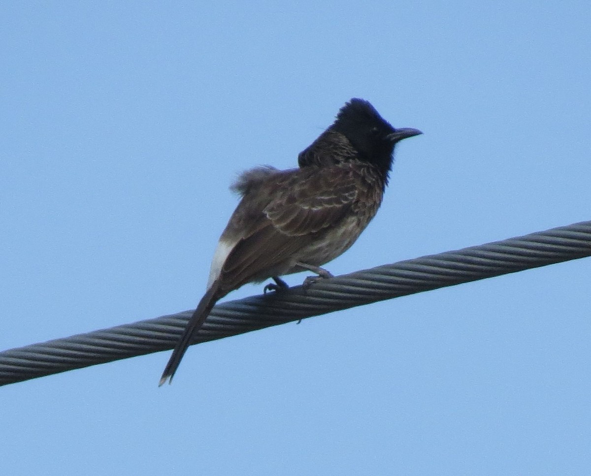 Red-vented Bulbul - ML614507421