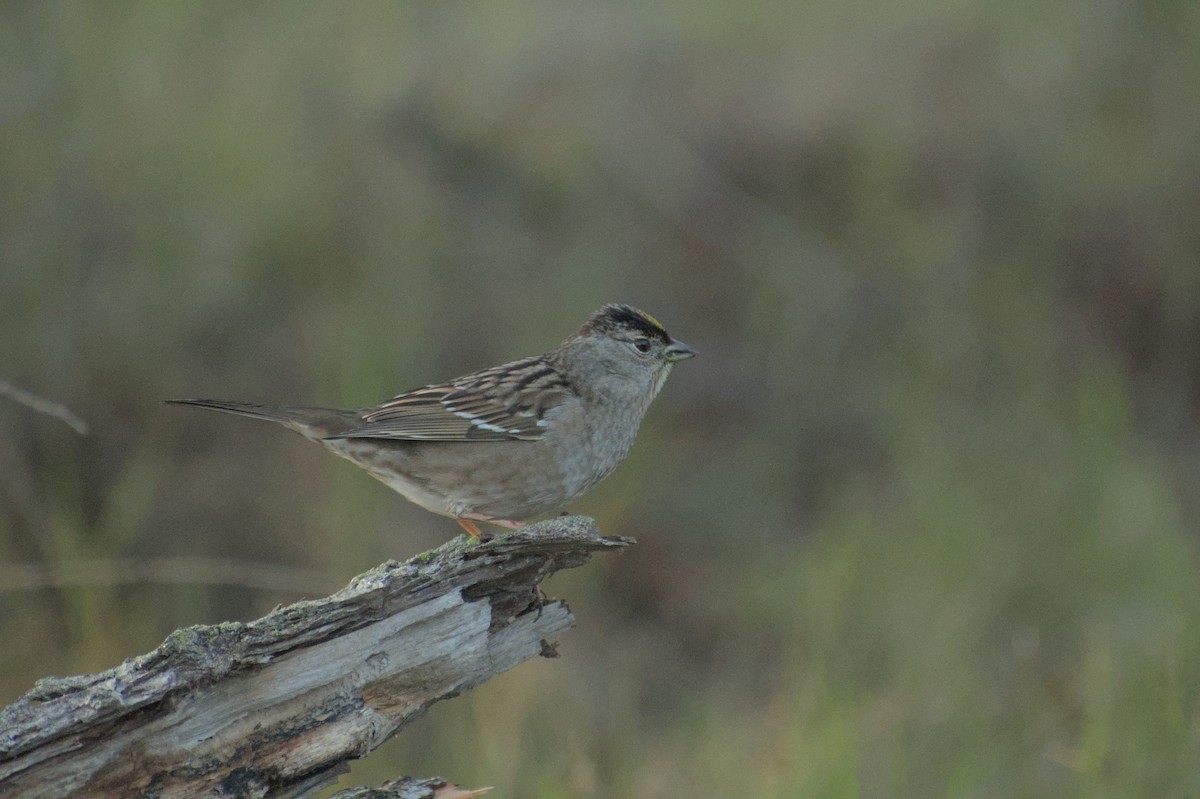 Golden-crowned Sparrow - ML614507445