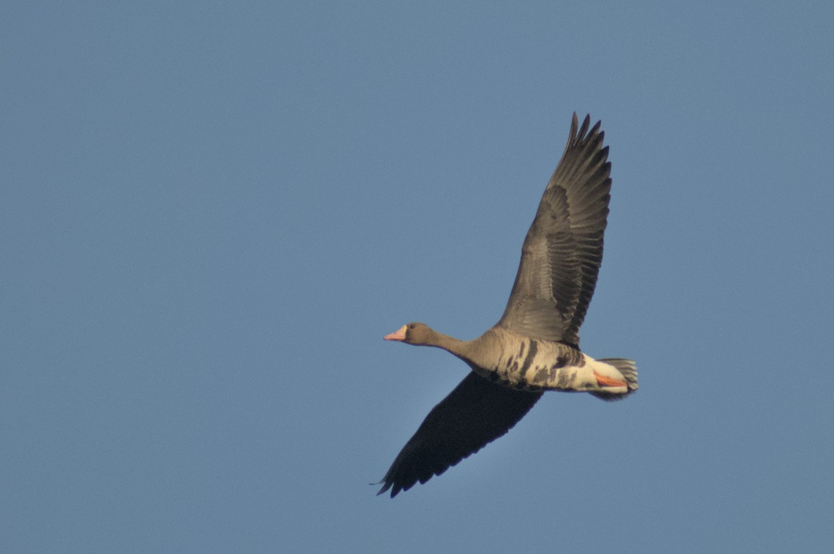 Greater White-fronted Goose - ML614507494