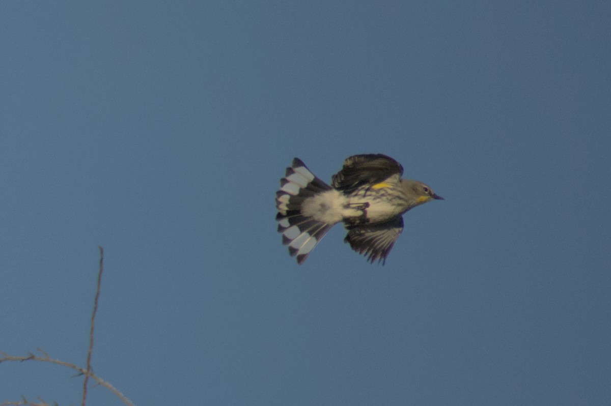 Yellow-rumped Warbler (Audubon's) - ML614507495