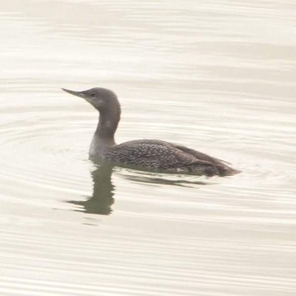 Red-throated Loon - ML614507567