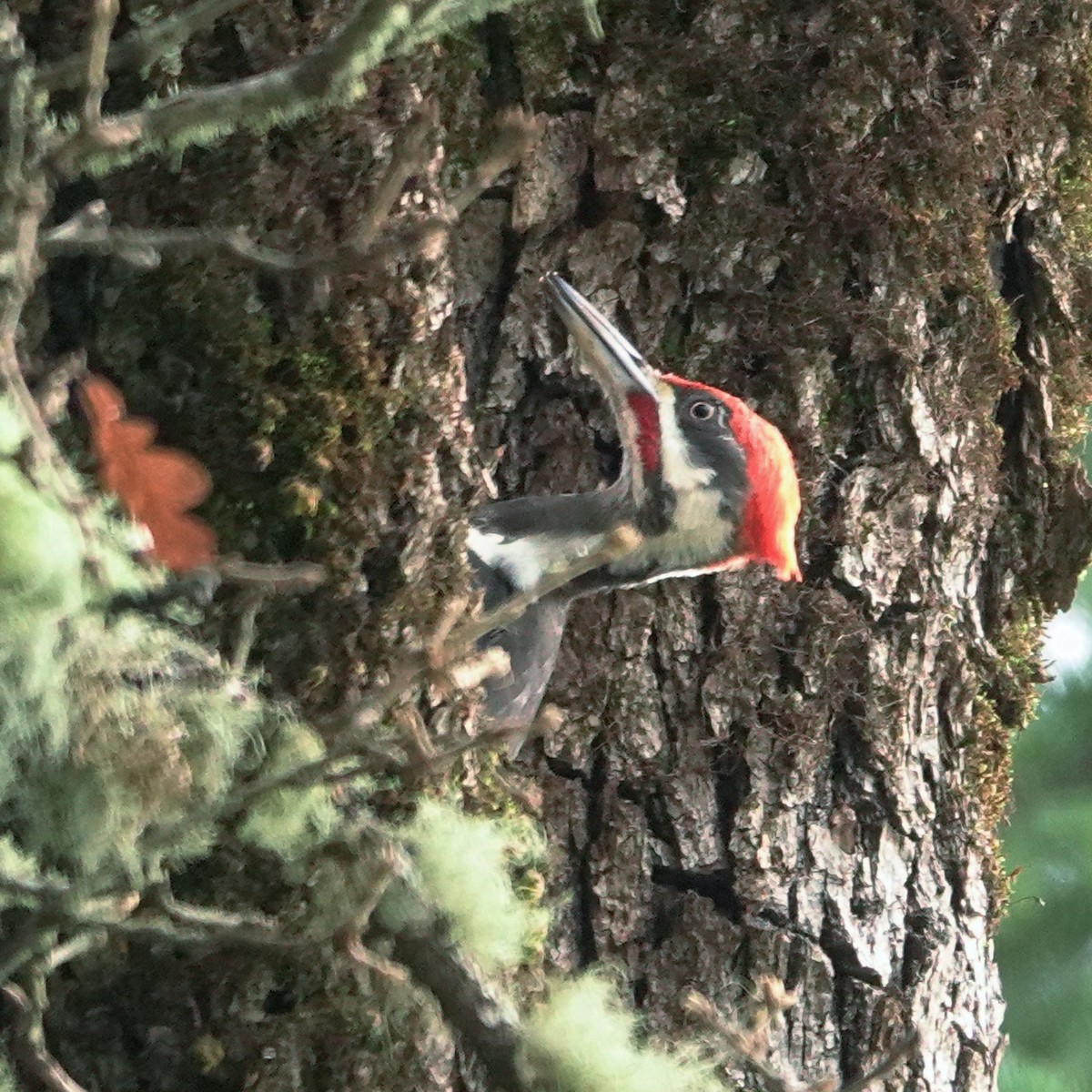 Pileated Woodpecker - ML614507584