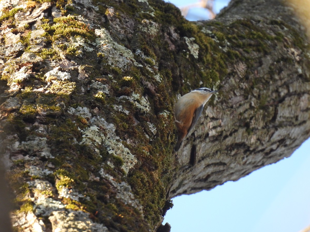 Red-breasted Nuthatch - ML614507728