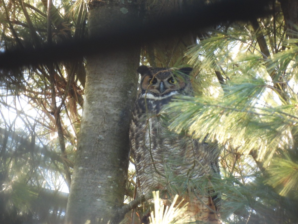 Great Horned Owl - ML614507787