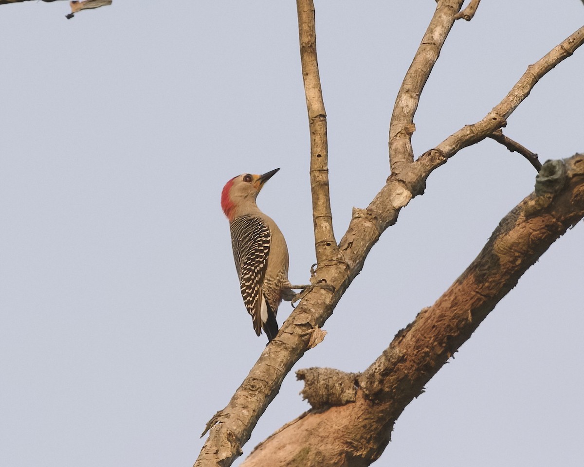 Yucatan Woodpecker - ML614507857