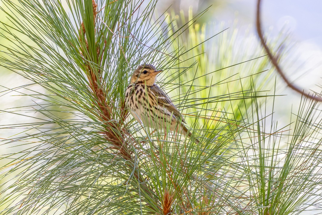 Olive-backed Pipit - ML614507988