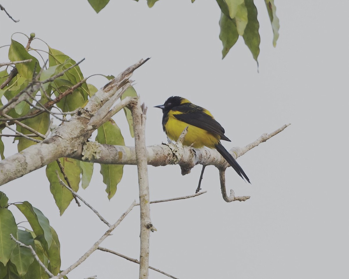 Black-cowled Oriole - Terence Degan