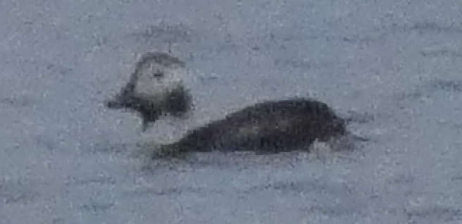 Long-tailed Duck - ML614508142