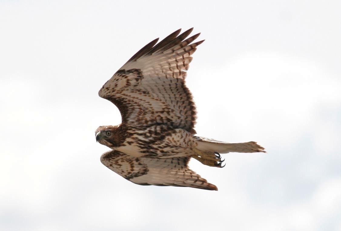Red-tailed Hawk - ML614508145