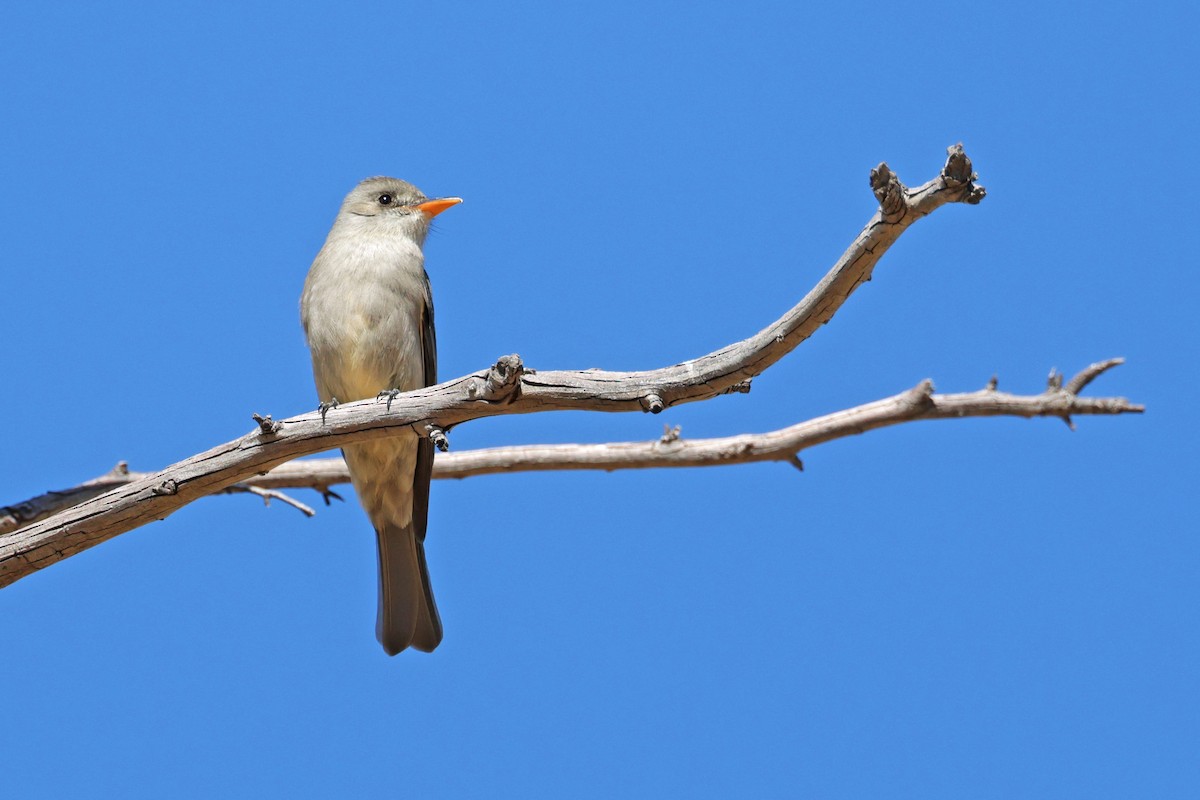 Greater Pewee - ML614508170