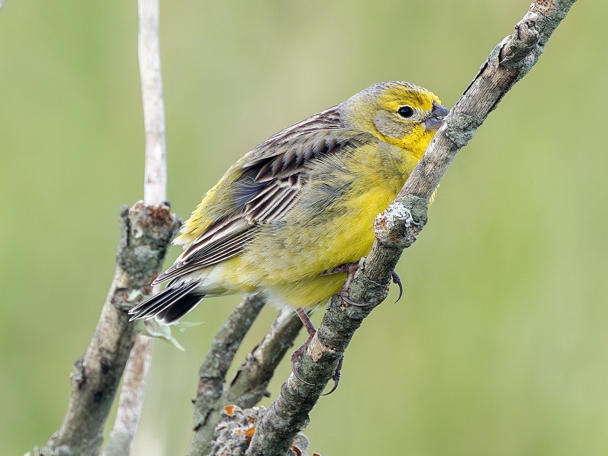 Grassland Yellow-Finch (Grassland) - ML614508412
