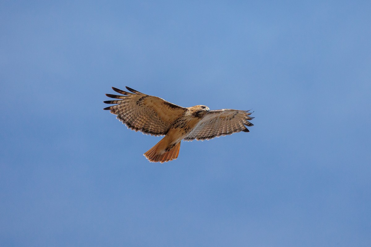 Red-tailed Hawk - Leena M