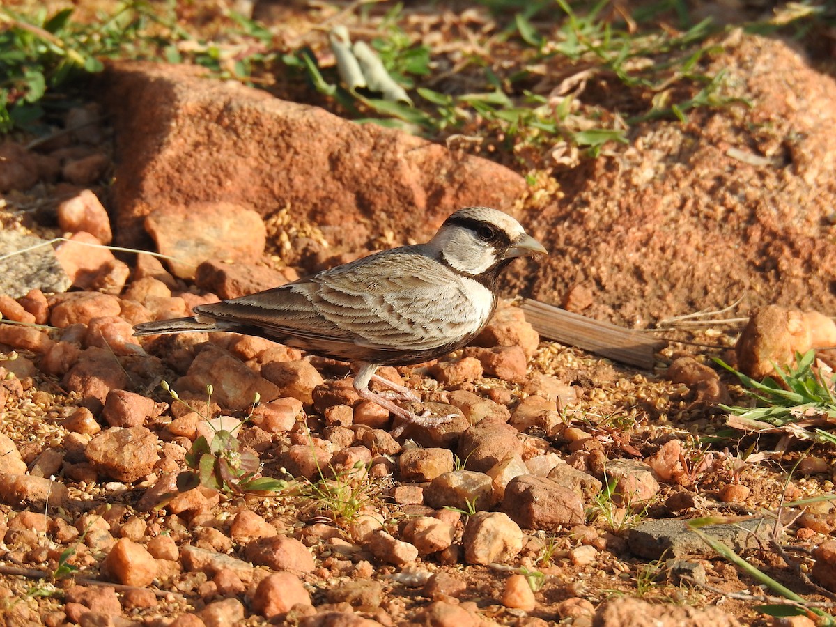 Ashy-crowned Sparrow-Lark - ML614508500