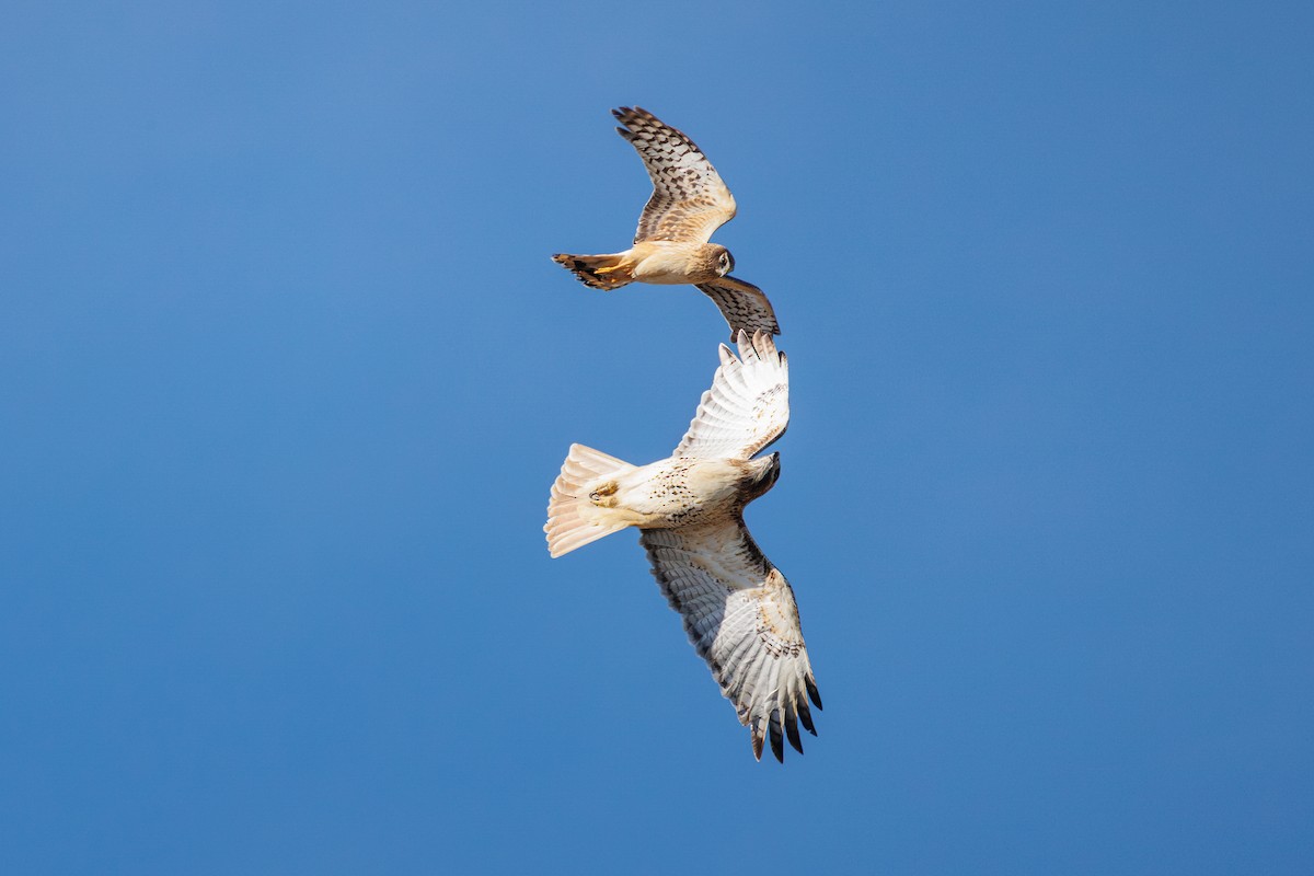 Red-tailed Hawk - ML614508510