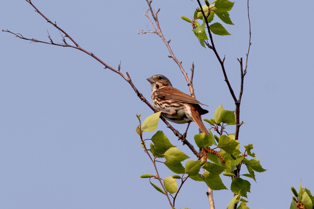 Fox Sparrow (Red) - ML614508582