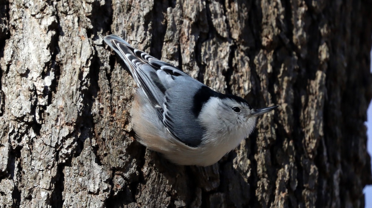 White-breasted Nuthatch - Stefan Mutchnick