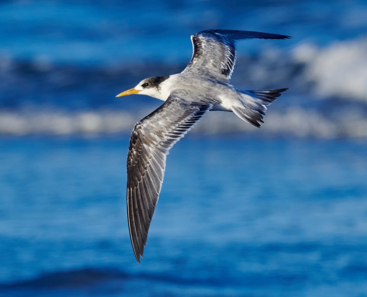 Great Crested Tern - ML614508922