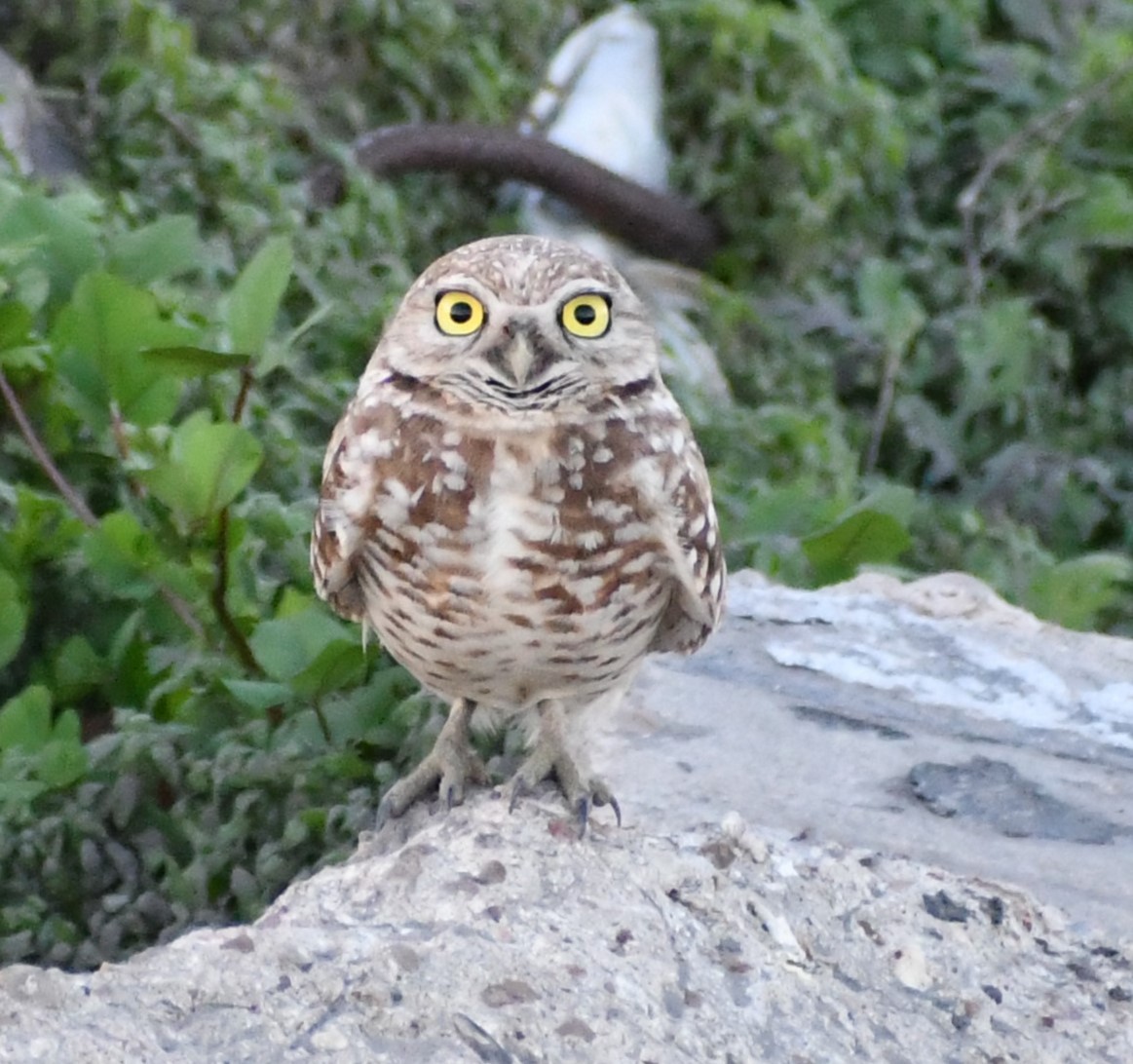 Burrowing Owl - ML614508940