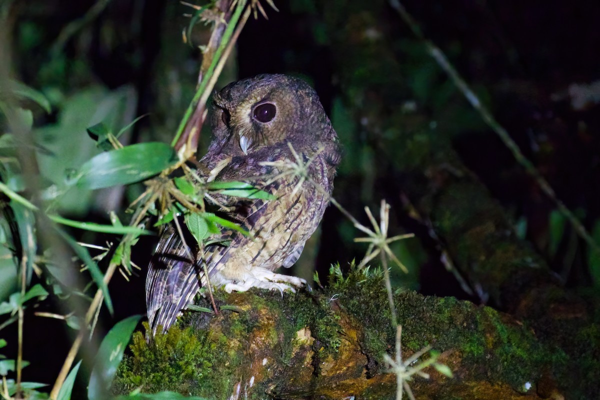 Rufescent Screech-Owl (Colombian) - ML614508958