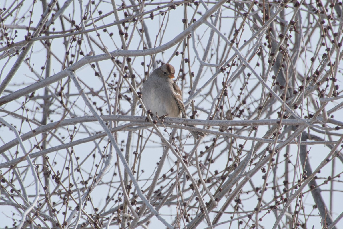 White-crowned Sparrow - Larry Jordan
