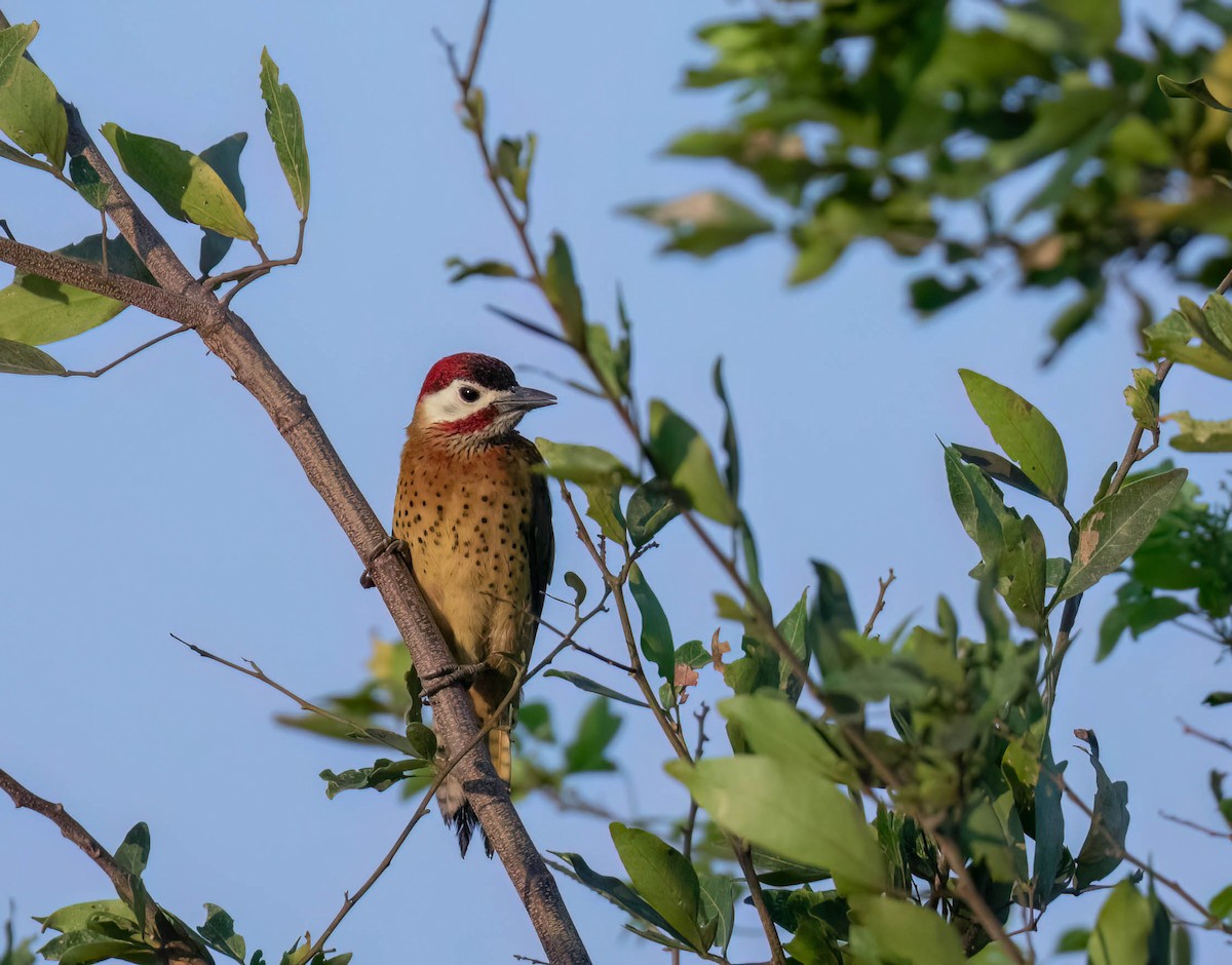 Spot-breasted Woodpecker - ML614509165