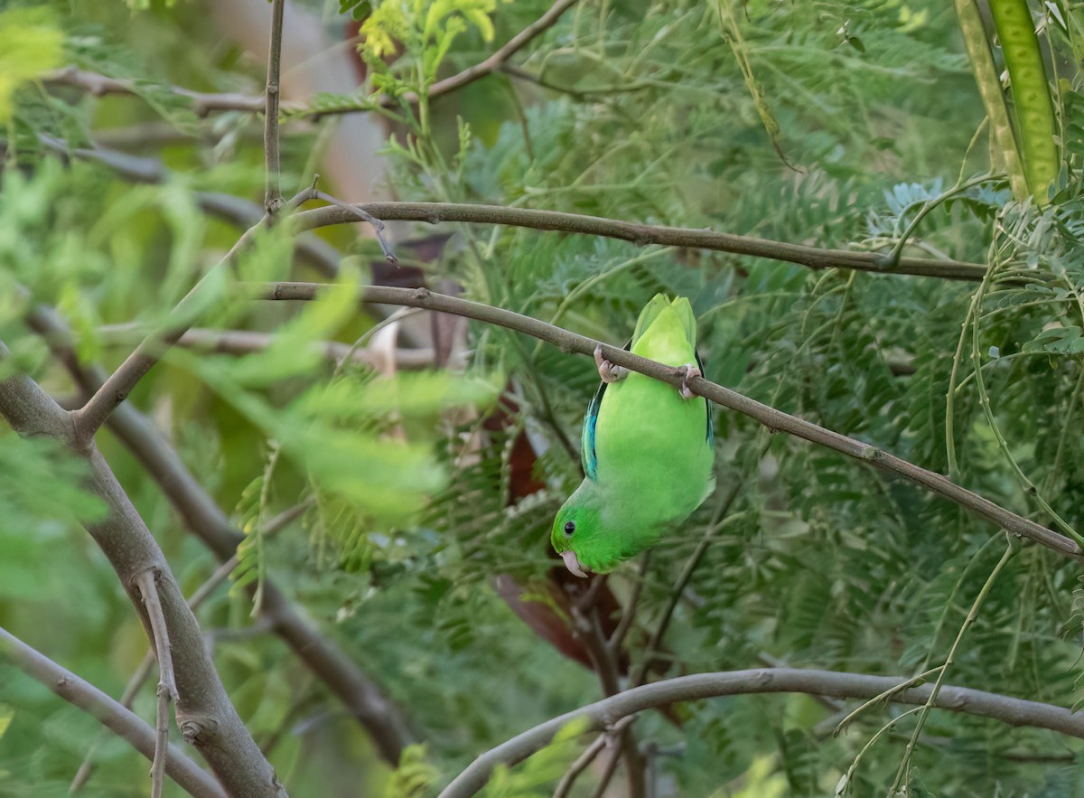 Turquoise-winged Parrotlet - ML614509177