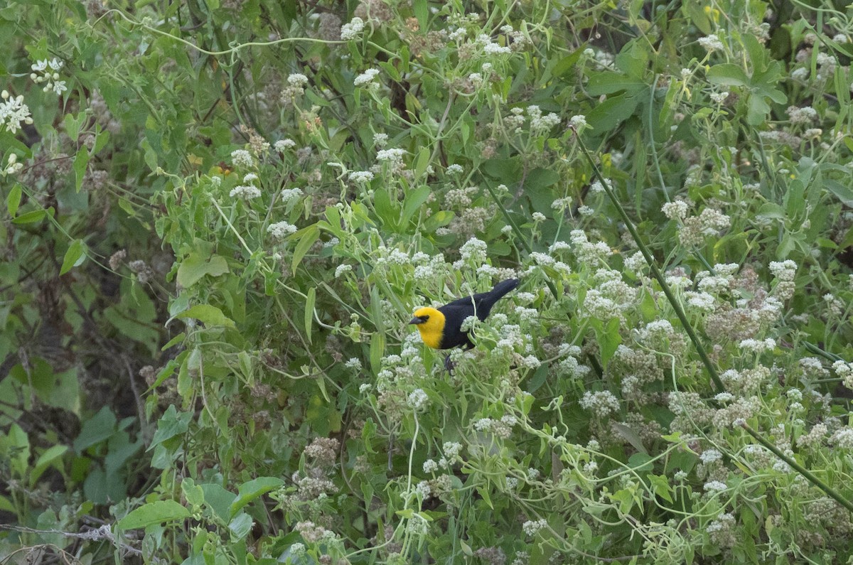 Yellow-hooded Blackbird - ML614509222