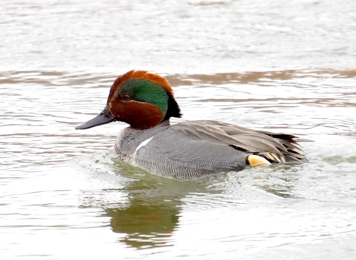 Green-winged Teal - ML614509644