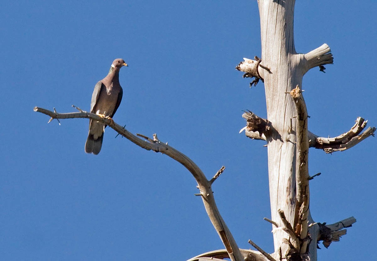 Band-tailed Pigeon - ML61450971