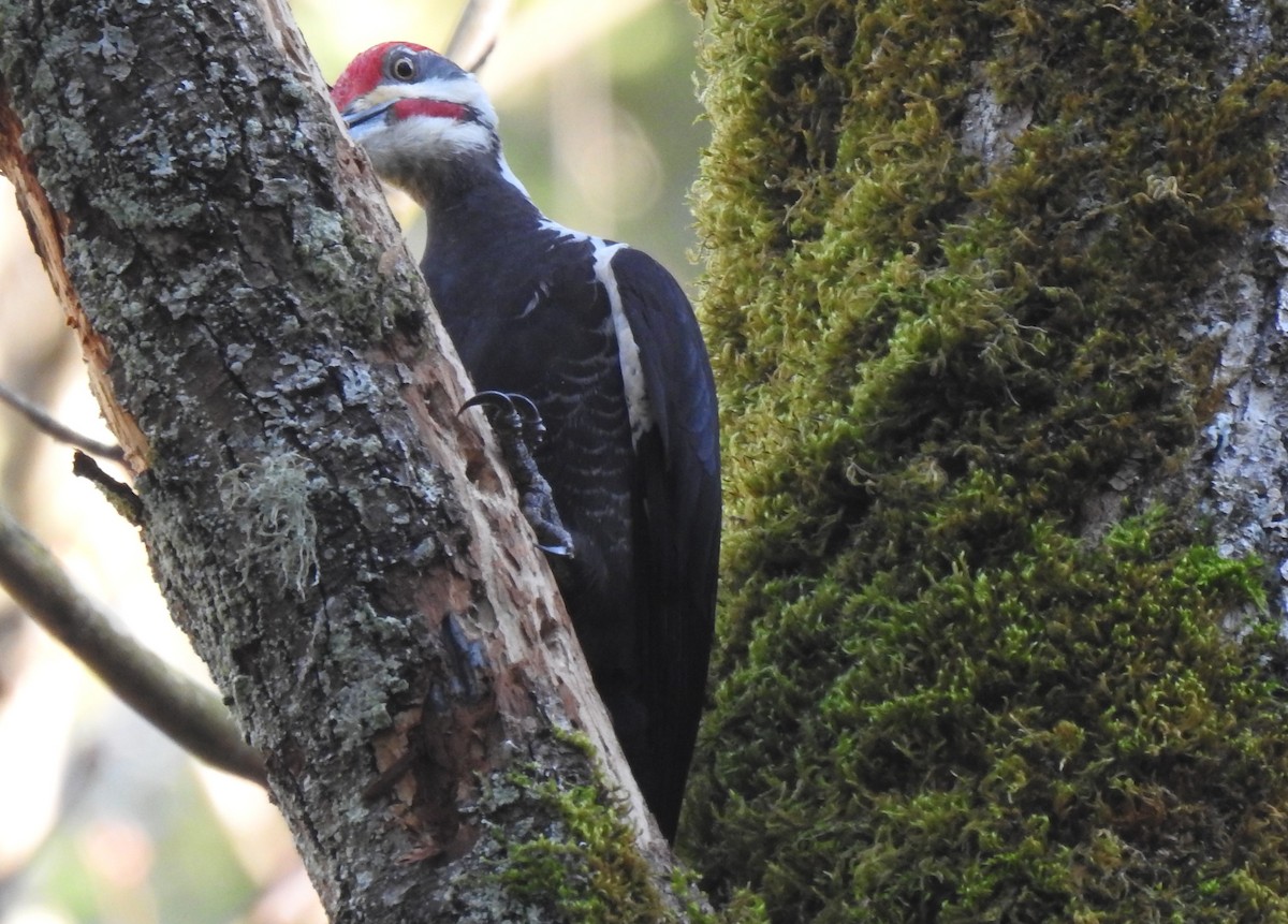Pileated Woodpecker - Cos van Wermeskerken