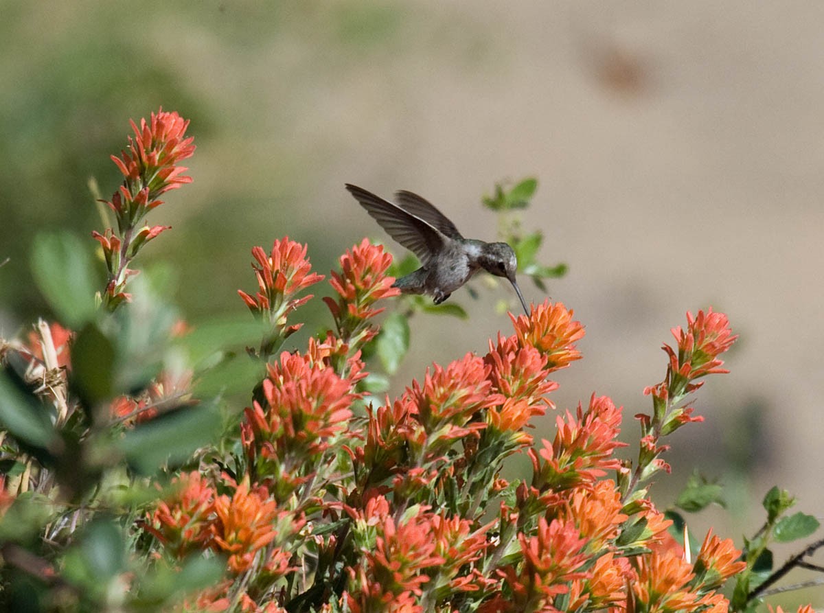 Anna's Hummingbird - Greg Gillson