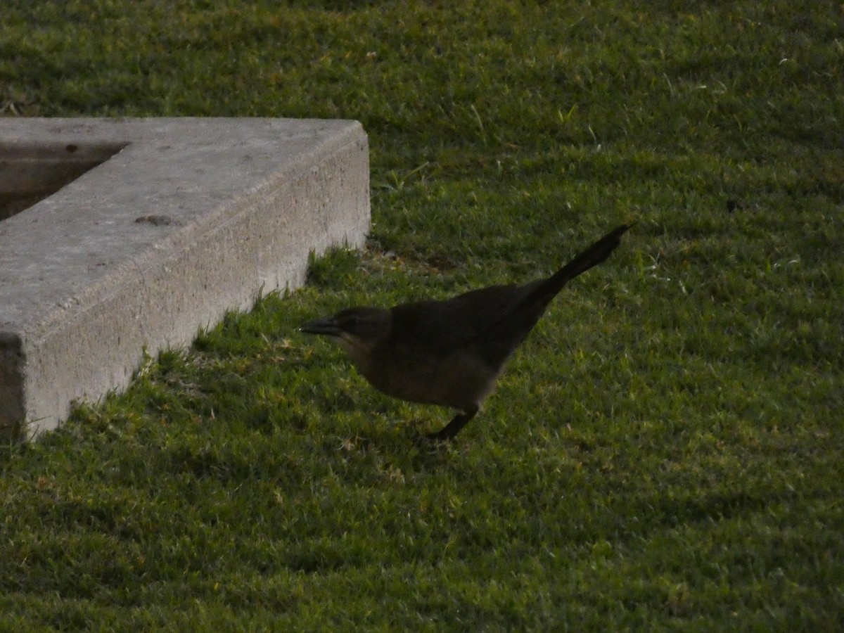 Great-tailed Grackle - ML614510060