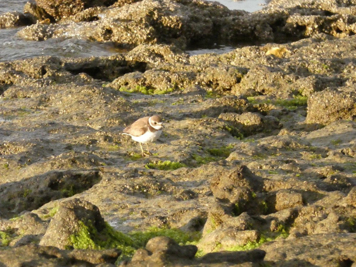 Semipalmated Plover - ML614510115