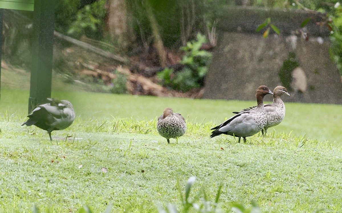 eBird Checklist - 7 Feb 2024 - Sawtell Golf Club - 24 species