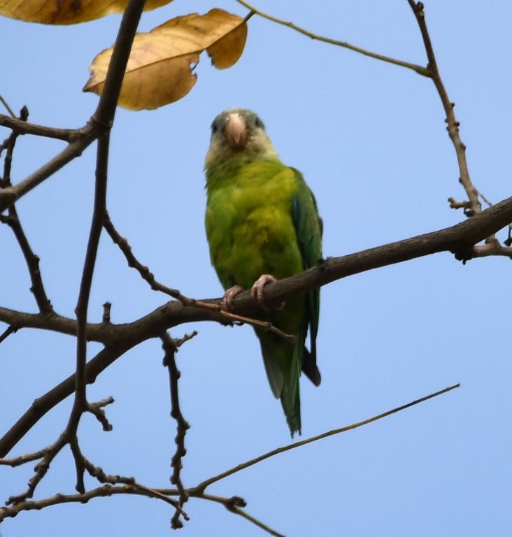 Gray-cheeked Parakeet - Steve Davis