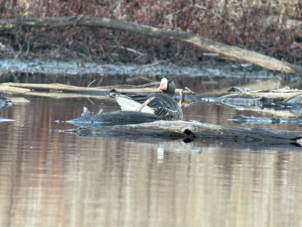 Greater White-fronted Goose - ML614510332