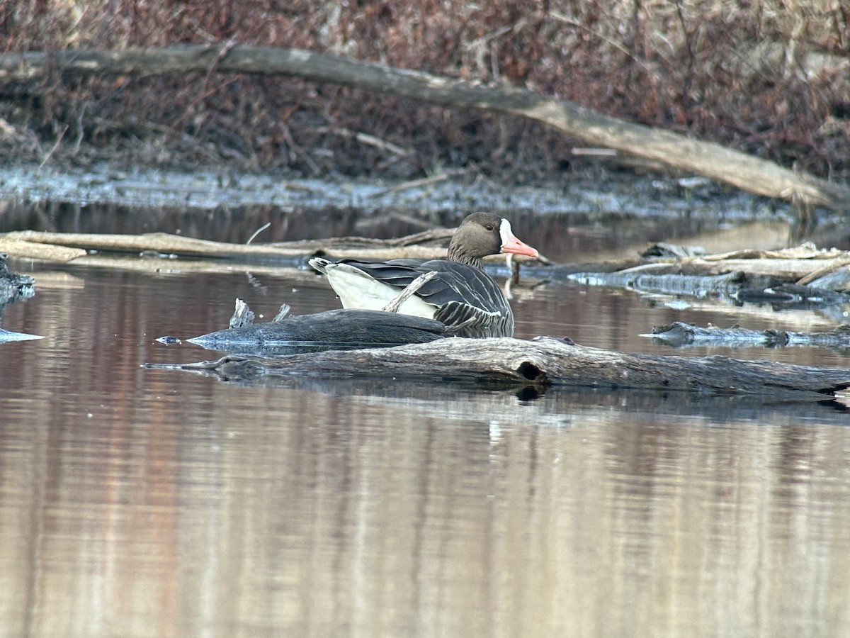 Greater White-fronted Goose - ML614510333